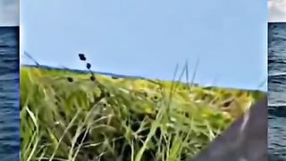 Funny Videos 39