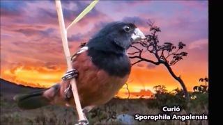 PASSARO-CURIÓ CANTANDO NA NATUREZA