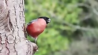 PASSARO-lindo passarinho cantando na natureza