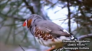 PÁSSARO DIAMANTE MANDARIM NA NATUREZA