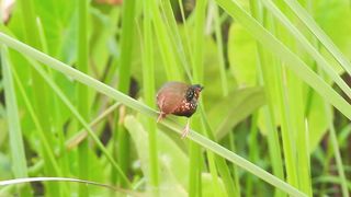 PASSARO-Red Munia