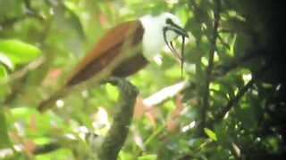 PASSARO-The incredible call of the three-wattled bellbird in Costa Rica