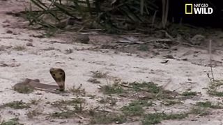 Mangouste contre le cobra