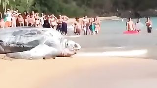 THE LARGEST TURTLE