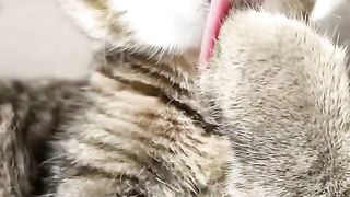 lustige katzen videos zusammenstellung funniest cats compilation