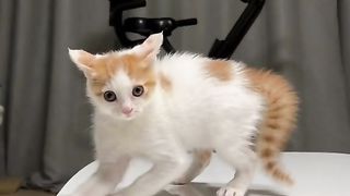 lustige katzen videos Zusammenstellung funniest cats compilation