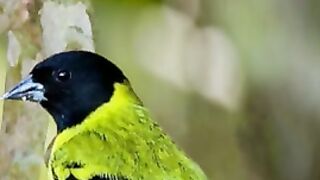 PASSARO-chama para atrair pássaros para seu jardim
