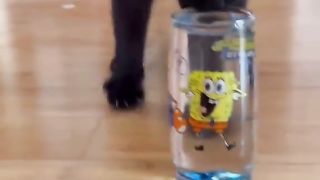 funny cats videos compilation funniest cats compilation ????