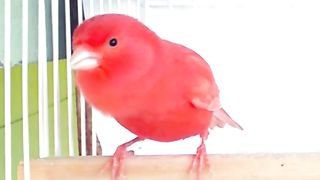 Canário Cantando Muito.