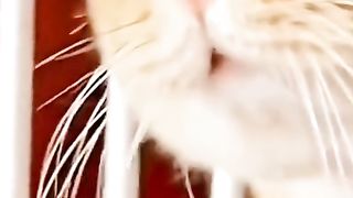 funny talking cats compilation ???? funny talking cats compilation