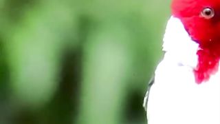 PASSARO-Cardeal do Nordeste - Uma das Aves Mais Lindas do Brasil .