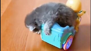 Cute kittens compilation Cute Kittens Compilation ????