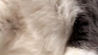 funny cats videos compilation funniest cats compilation ???? 2