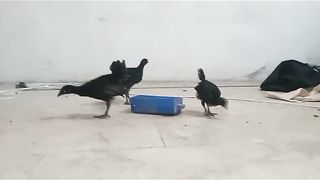 The two black hens
