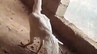 The legs of a hen