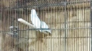 The cage of parrot
