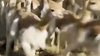 The oon of a sheep
