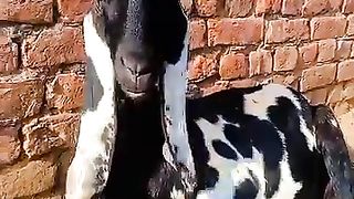 The bakri 2