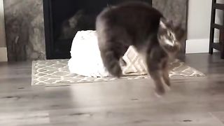 funny cats videos compilation funniest cats compilation