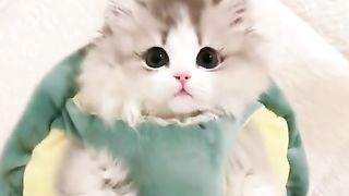 Beautiful cat. Piari bili