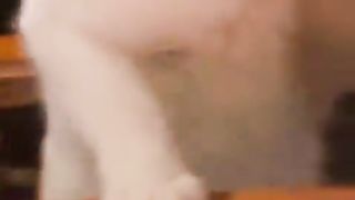 Cat looking at food