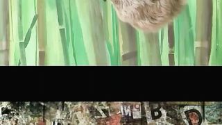 Ridiculous Incident vol 212
