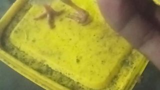 Kasi makan anak ayam