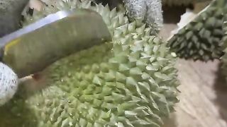 Duri hitam MANTAP..