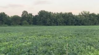 Last field #helicopter #aviation #robinsonr44 #cropdusting #pilot #flying #fungicide #cropduster. Upload 2