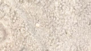 Dropping pumpkins from a helicopter!.