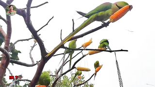 Birds Paired.