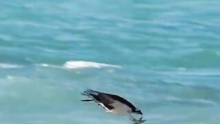 Bird and animals best super seen