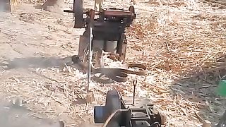 The anger of camel