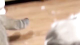 Cat fight 7