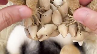 Satisfying dog video