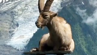MARKHOR NICE SEEN