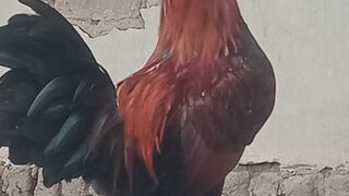 Ayam ku