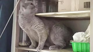 FUNNY CATS #3