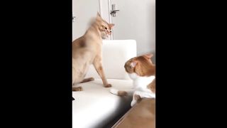 Funniest cats 4