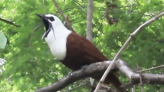 PASSARO-Araponga tricaronculé (Three-Wattled Bellbird) au Costa Rica