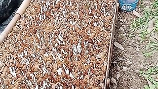 #mushrom Farming