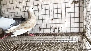 Beautiful pigeon breeder pair best flying 32