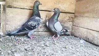 Beautiful pigeon breeder pair best flying 33