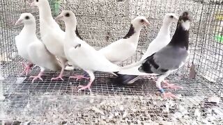 Beautiful pigeon breeder pair best flying 34