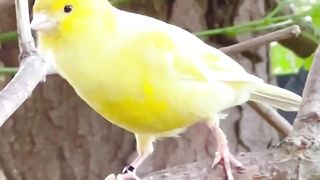 PASSARO-Bird Sounds _ Bird Song _ Canary Singing