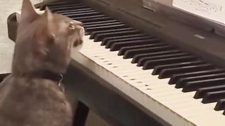 funny talking cats compilation funny talking cats compilation