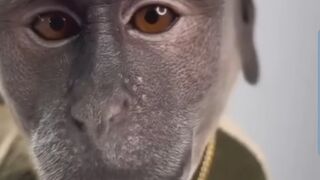 ????Funny animals clips