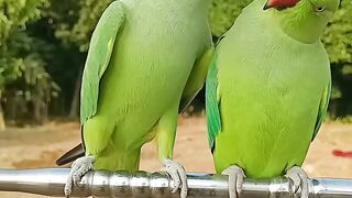 PASSARO-Indian Talking Parrot