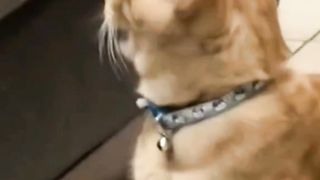 Mpuuuus Oyen Mencium Aroma Tak Sedap