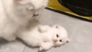 Gatas mães levando seus filhotes